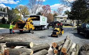 How Our Tree Care Process Works  in  Millbury, OH