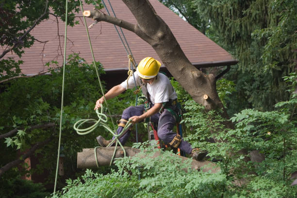 Mulching Services in Millbury, OH