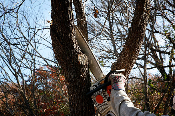 Best Tree Maintenance Programs  in Millbury, OH